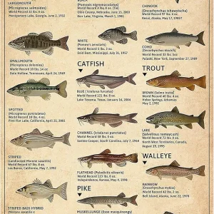 Boy's Fishing Gifts Vintage Fresh Water Gamefish Knowledge Tin Sign for Man Cave Bedroom Lake House Cabin Wall Art Decor 8x12 Inch (3069)