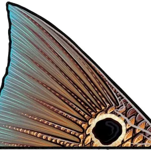 Casey Underwood Tailing Redfish Decal Sticker - Right Facing