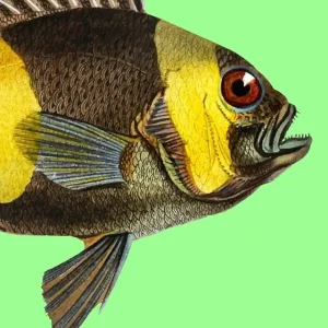 Fishing Log: Complete Fisherman's Journal / 6x9 Log with 120 Pages / Records Details of the Fishing Trip ( Catch, Date, Schedule, Location, Temperature, Moon, Rods, Bait, etc. )