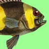 Fishing Log: Complete Fisherman's Journal / 6x9 Log with 120 Pages / Records Details of the Fishing Trip ( Catch, Date, Schedule, Location, Temperature, Moon, Rods, Bait, etc. )