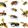 Fly Fishing Flies kit with Fly Box/Nymphs/Dry Fly,Wet Fly/Streamers/Realistic Flies