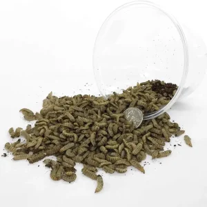 Large Feeding Grade Black Soldier Fly Larvae