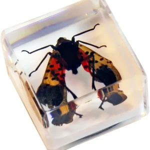 REALBUG Real Lantern Fly with Wings Open in an Acrylic Cube with Magnet