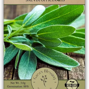 Seeds - Sage Seeds (1.5g) Non-GMO Seeds with Easy to Follow Planting Instructions - Heirloom 88% Germination Rate
