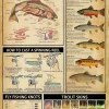 Trout Knowledge Metal Poster Anatomy Of A Rainbow Trout Retro Tin Sign School Science Education Dining Room Living Room Bathroom Home Art Wall Decoration Plaque Gift